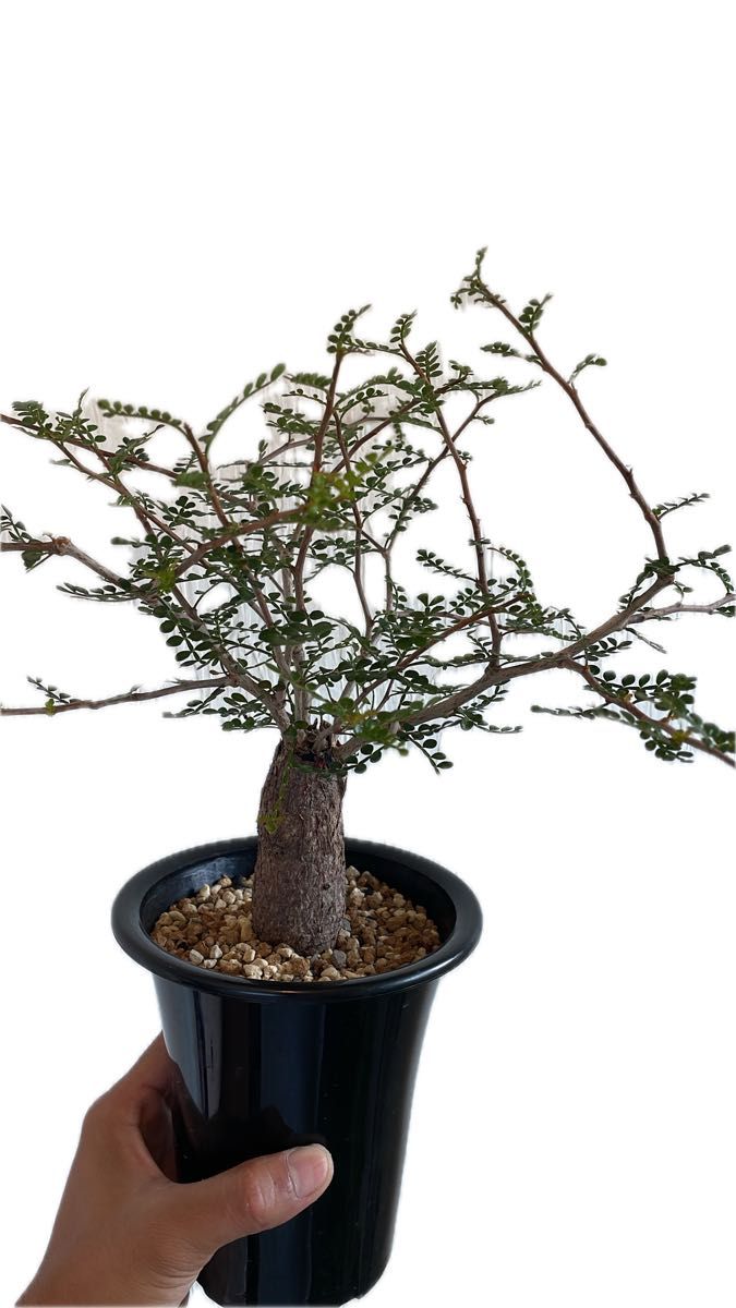 パキプス オペルクリカリア 塊根植物 灌木 コーデックス|Yahoo パキプス オペルクリカリア 塊根植物 灌木 コーデックス|Yahoo