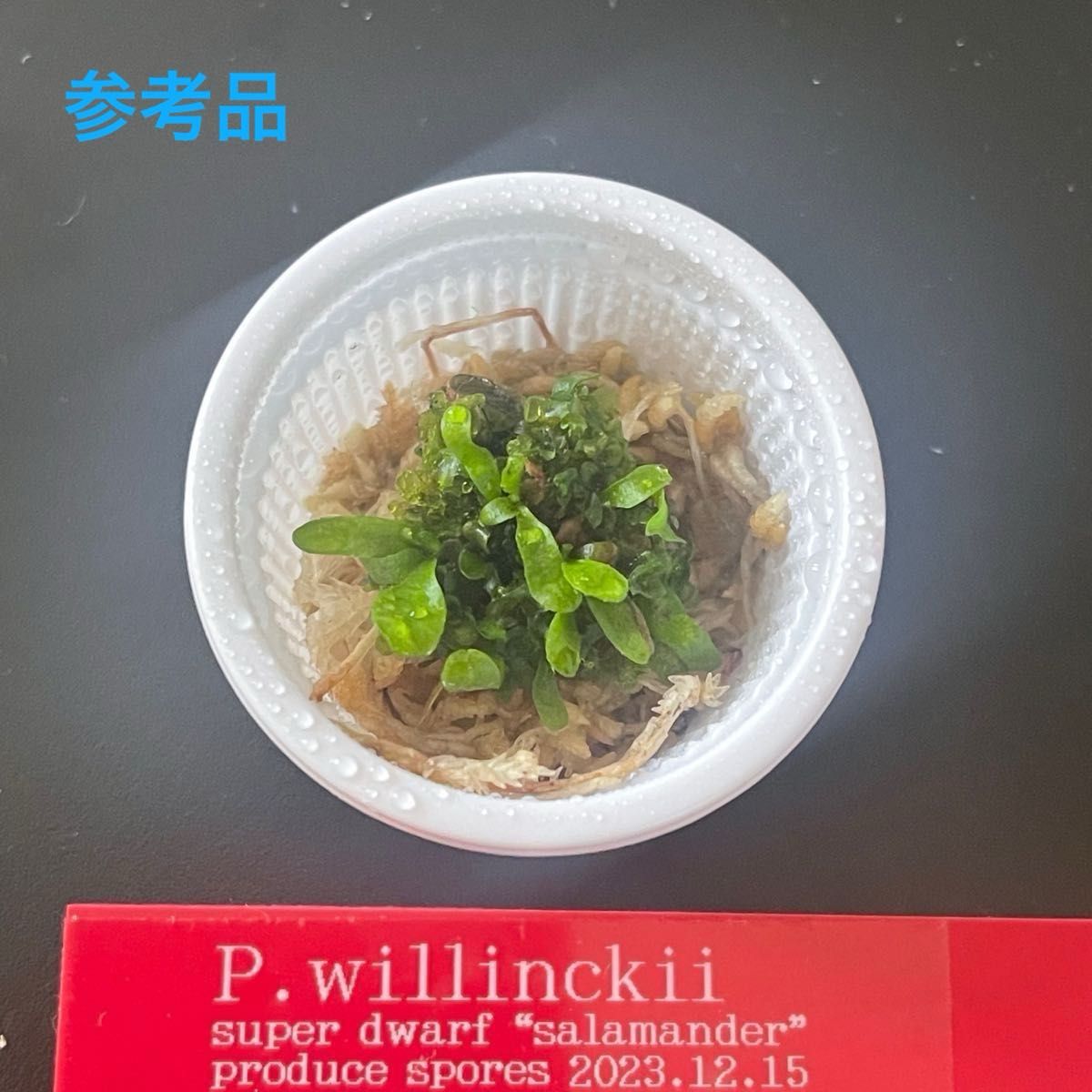 ビカクシダ P willinckii super dwarf salamander sporeling ビカクシダ P willinckii super dwarf salamander sporeling