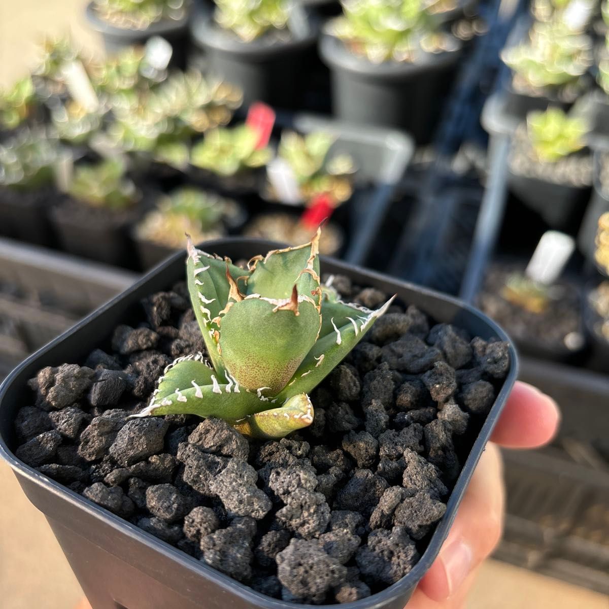 アガベ チタノタ Agave titanota 烈焔 子株①|観葉植物 アガベ チタノタ Agave titanota 烈焔 子株①|観葉植物