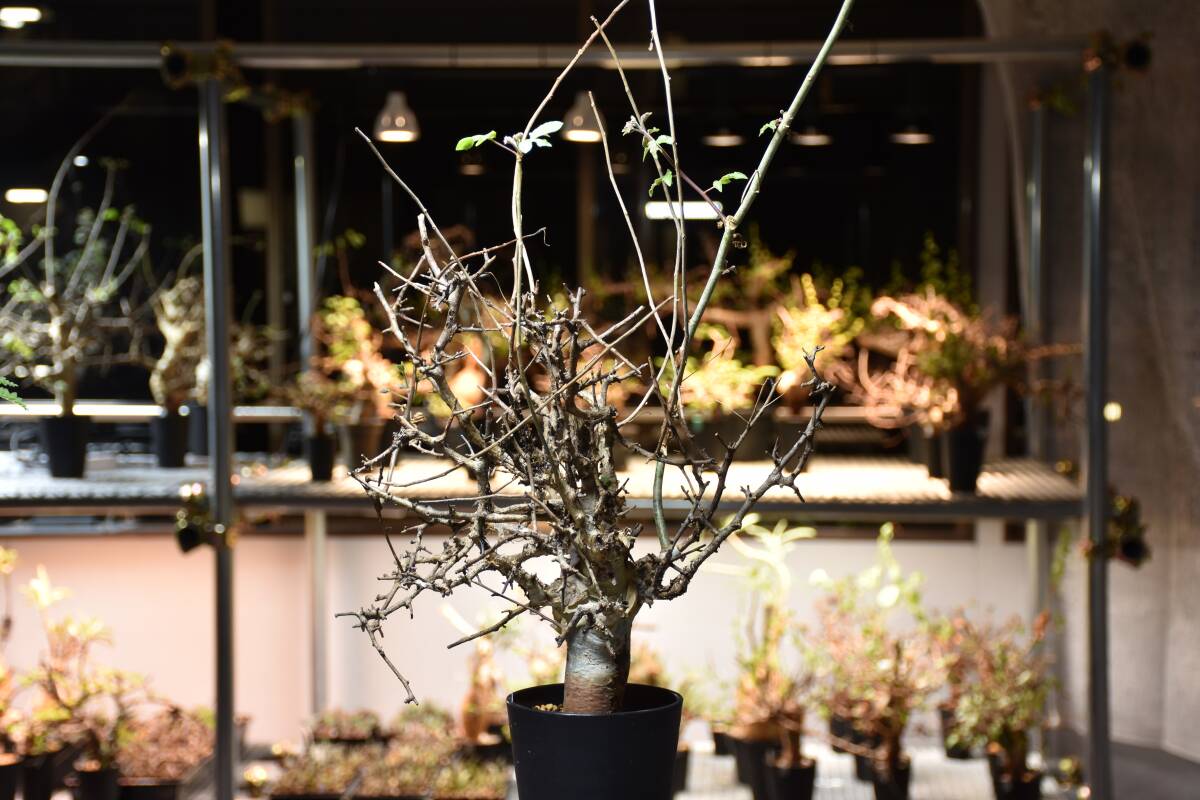 【発根済】Commiphora holtziana コミフォラ ホルトジアナ 発根済現地株11　現地球 鉢ごと発送