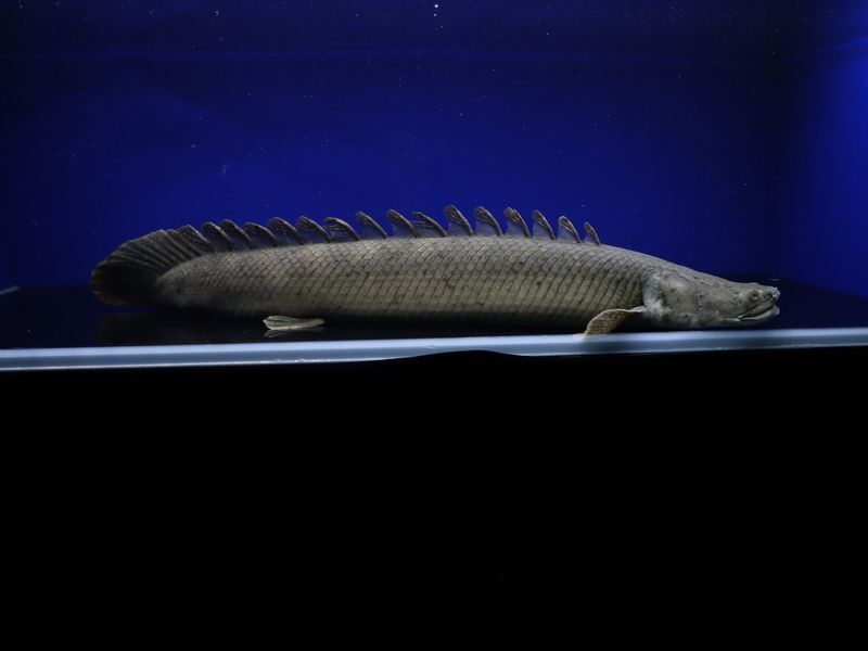 ビッグサイズポリプSP　±61cm