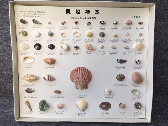①日本領内 貝殻標本 50種 セット / まとめて 資料 かいがら ①日本領内 貝殻標本 50種 セット / まとめて 資料 かいがら