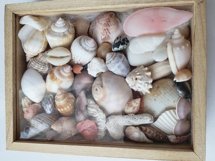 貝殻 インテリア 自由研究用 ハンドメイド|Yahoo!フリマ(旧 貝殻 インテリア 自由研究用 ハンドメイド|Yahoo!フリマ(旧