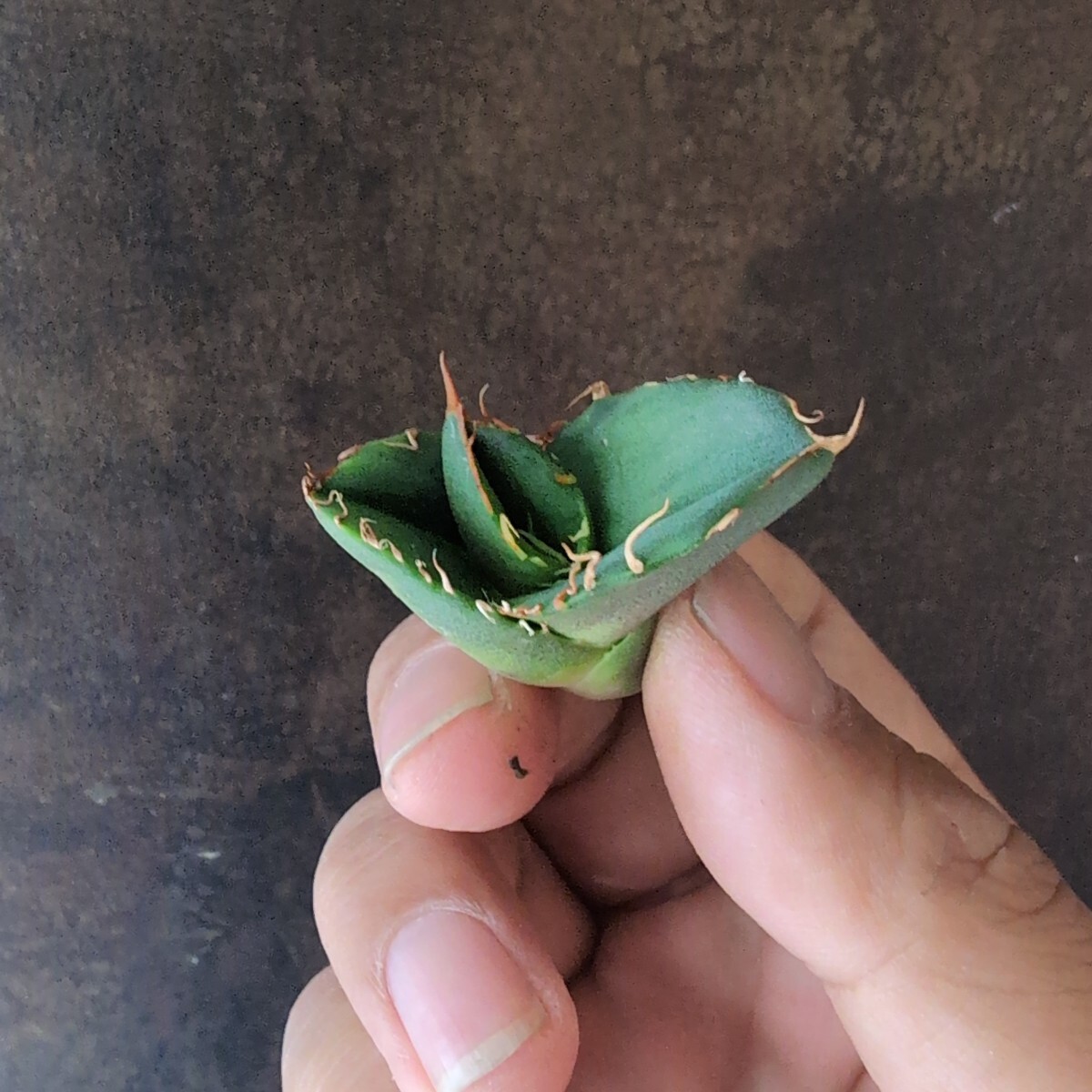 AGAVE TITANOTA 大螯蝦 ロブスター LIZE産 アガベ チタノタ 子株 AGAVE TITANOTA 大螯蝦 ロブスター LIZE産 アガベ チタノタ 子株