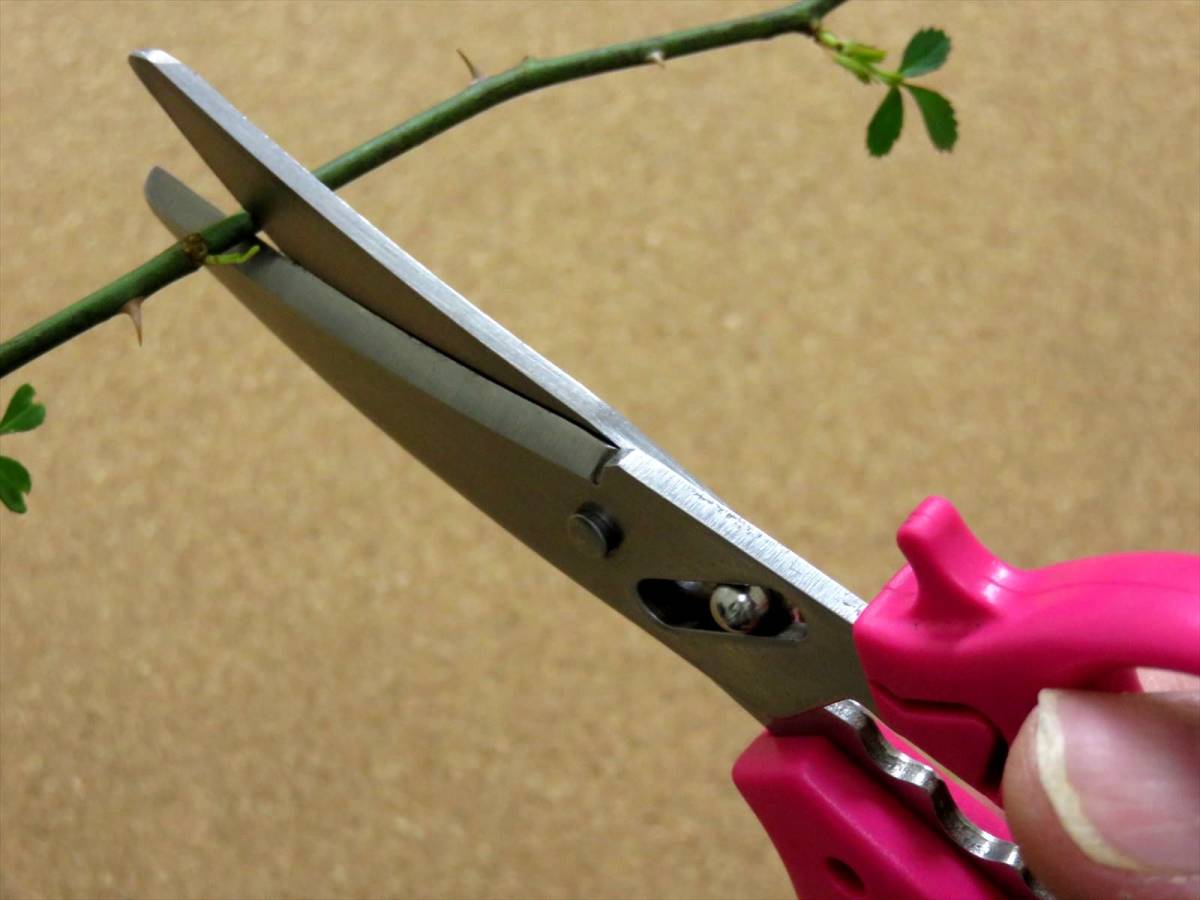 関の刃物 花切専用はさみ ピンク 濃州兼松作 花切かれず ステンレス 茎の導管がつぶれにくく水の吸い上げが良い 切り花が長持ち 日本製_画像6