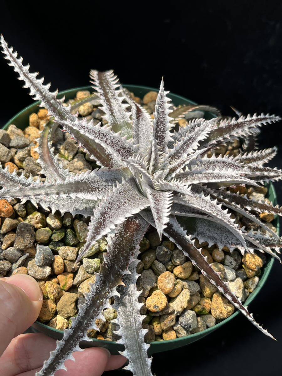 Yahoo!オークション - ディッキア Dyckia 'Aunti Vi' tracking Yahoo!オークション - ディッキア Dyckia 'Aunti Vi' tracking
