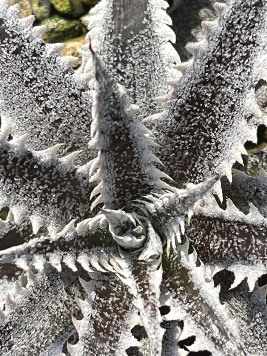 Yahoo!オークション - ディッキア Dyckia 'Aunti Vi' tracking Yahoo!オークション - ディッキア Dyckia 'Aunti Vi' tracking