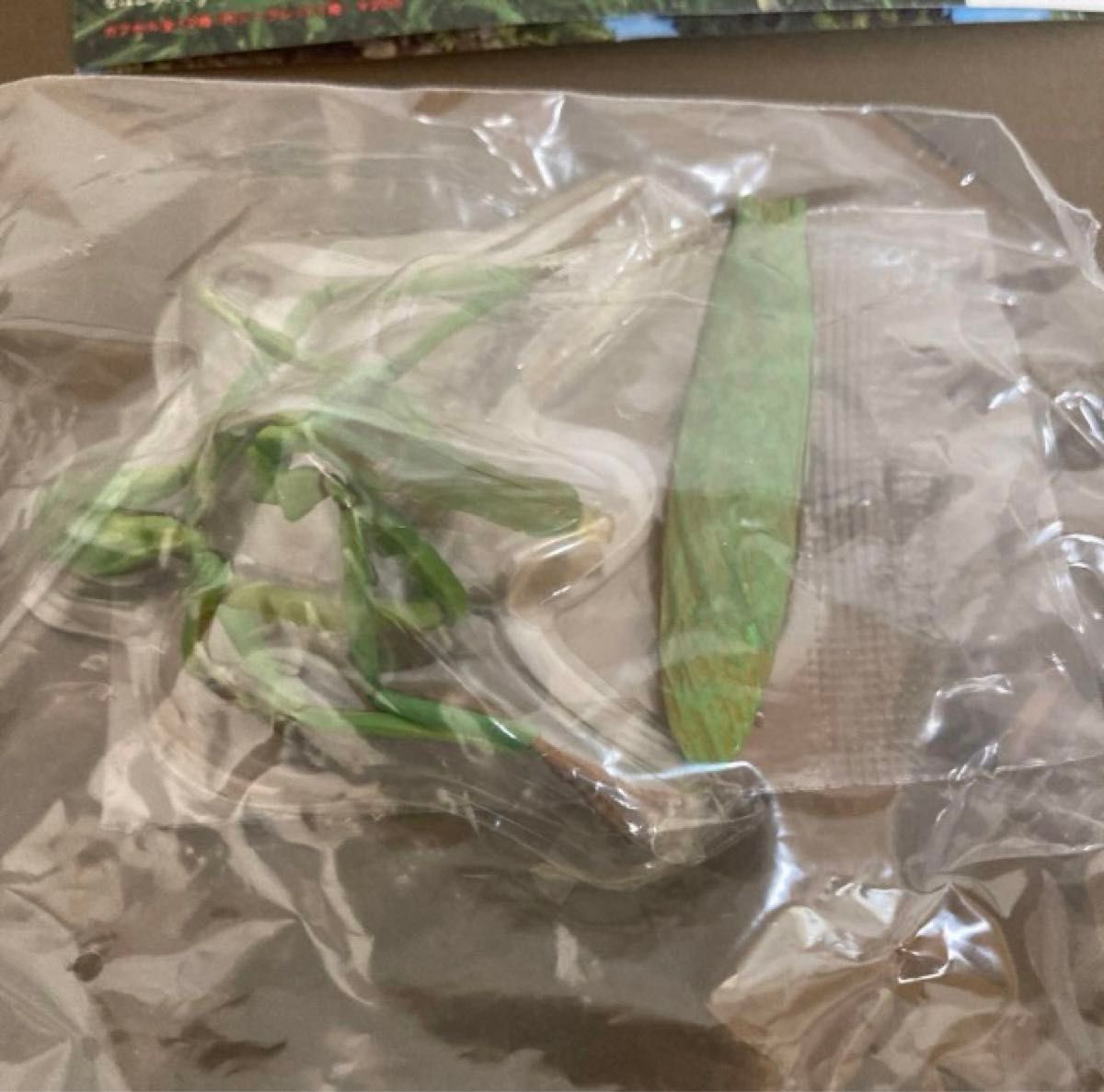 原色日本昆虫図鑑Ⅱオオカマキリ|Yahoo!フリマ(旧PayPayフリマ) 原色日本昆虫図鑑Ⅱオオカマキリ|Yahoo!フリマ(旧PayPayフリマ)