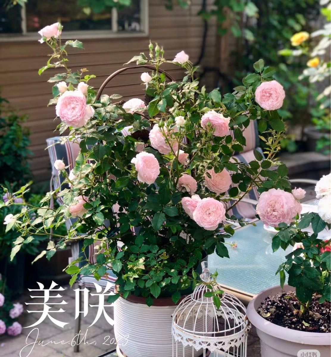 バラ花苗 切り花品種 和薔薇 みさき 蕾あり 接ぎ木苗 和バラ苗 美咲/misaki 挿し木苗 ポットごとネコポス発送|Yahoo