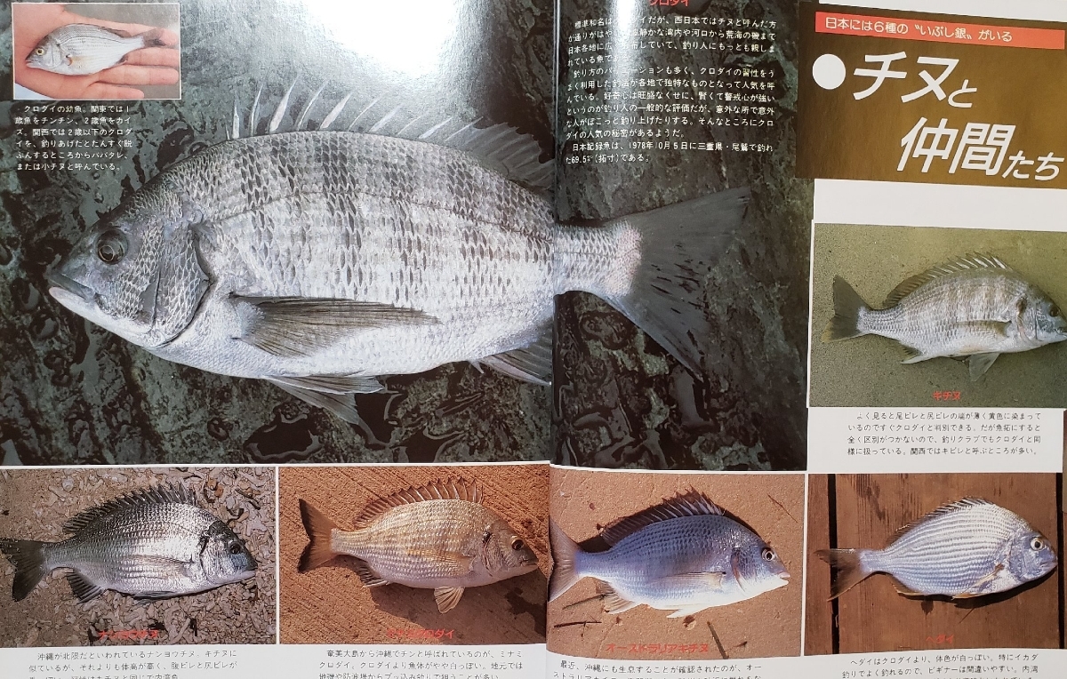 新　チヌ　クロダイ　のすべて　週刊釣りサンデー別冊　新魚シリーズNo.1_画像2