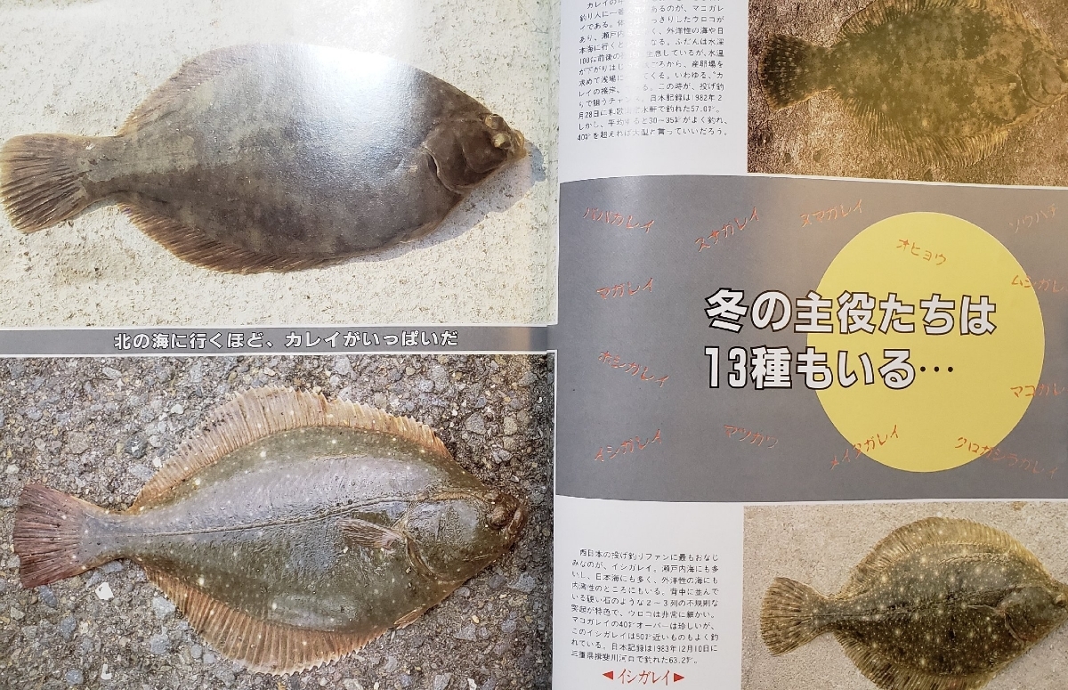 ヤフオク 新 カレイのすべて 週刊釣りサンデー別冊 新 魚