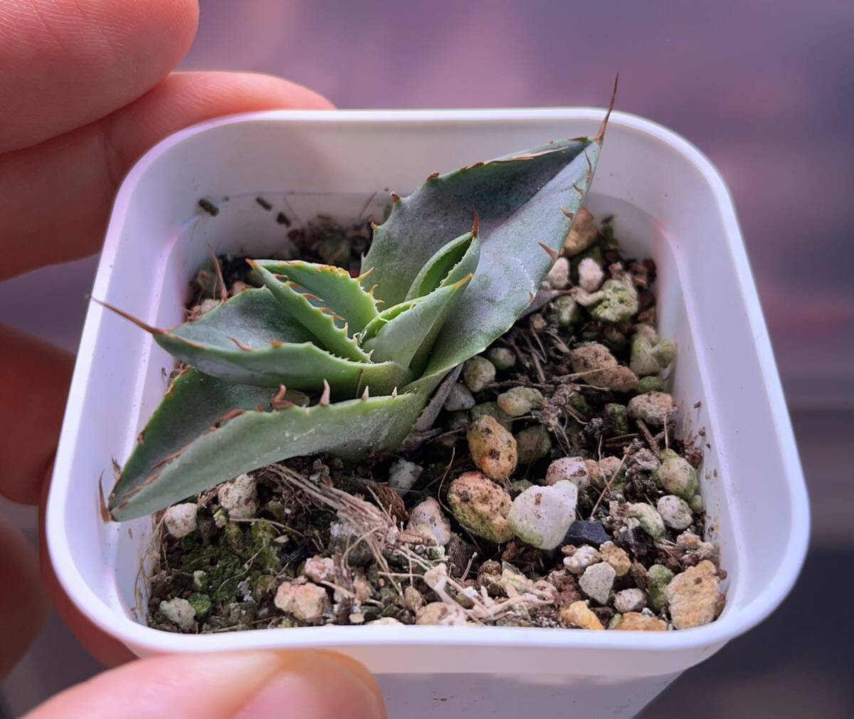 hidden agave チタノタ ✕ パラサナ ハイブリッド アガベ 子株 hidden agave hybアガベ チタノタ×パラサナ 子株 超希少