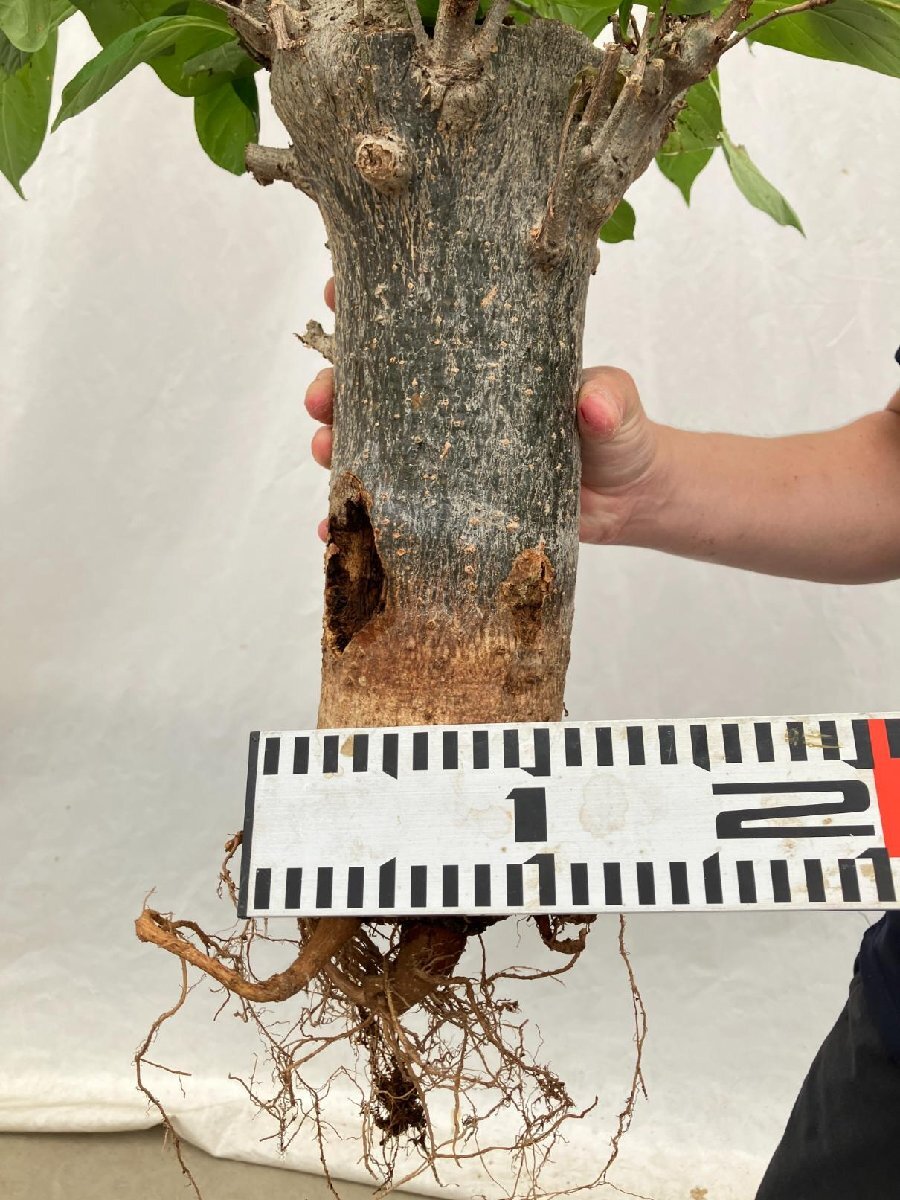 8581 「塊根植物」アダンソニア　バオバブ　抜き苗【発根・芽吹き・adansonia・詳細品種不明・同梱不可】_画像10