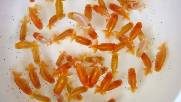 蘭錦堂】 らんちゅう 当歳魚 種用 65尾(らんちゅう)|売買されたオークション情報、Yahoo!オークション(旧ヤフオク!) の商品情報をアーカイブ公開 - オークファン(aucfan.com)