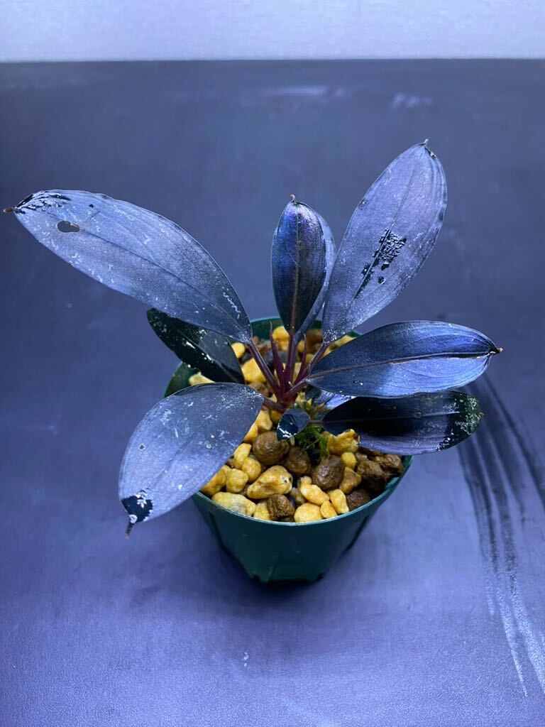 Yahoo!オークション - Bucephalandra sp. モトレイアーナ Yahoo!オークション - Bucephalandra sp. モトレイアーナ