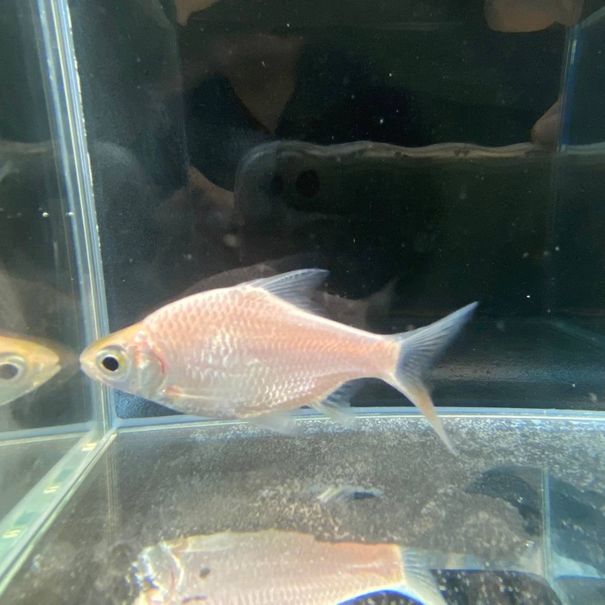 5匹 ゴールデンチンホイルバルブ 10cm± 5匹 14201 不二熱帯魚 5匹 ゴールデンチンホイルバルブ 10cm± 5匹 14201 不二熱帯魚