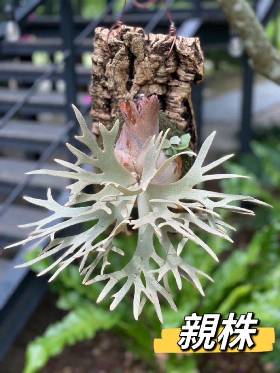 P willinckii 'Jade Girl' sporelingビカクシダ ウィリンキー P willinckii 'Jade Girl' sporelingビカクシダ ウィリンキー