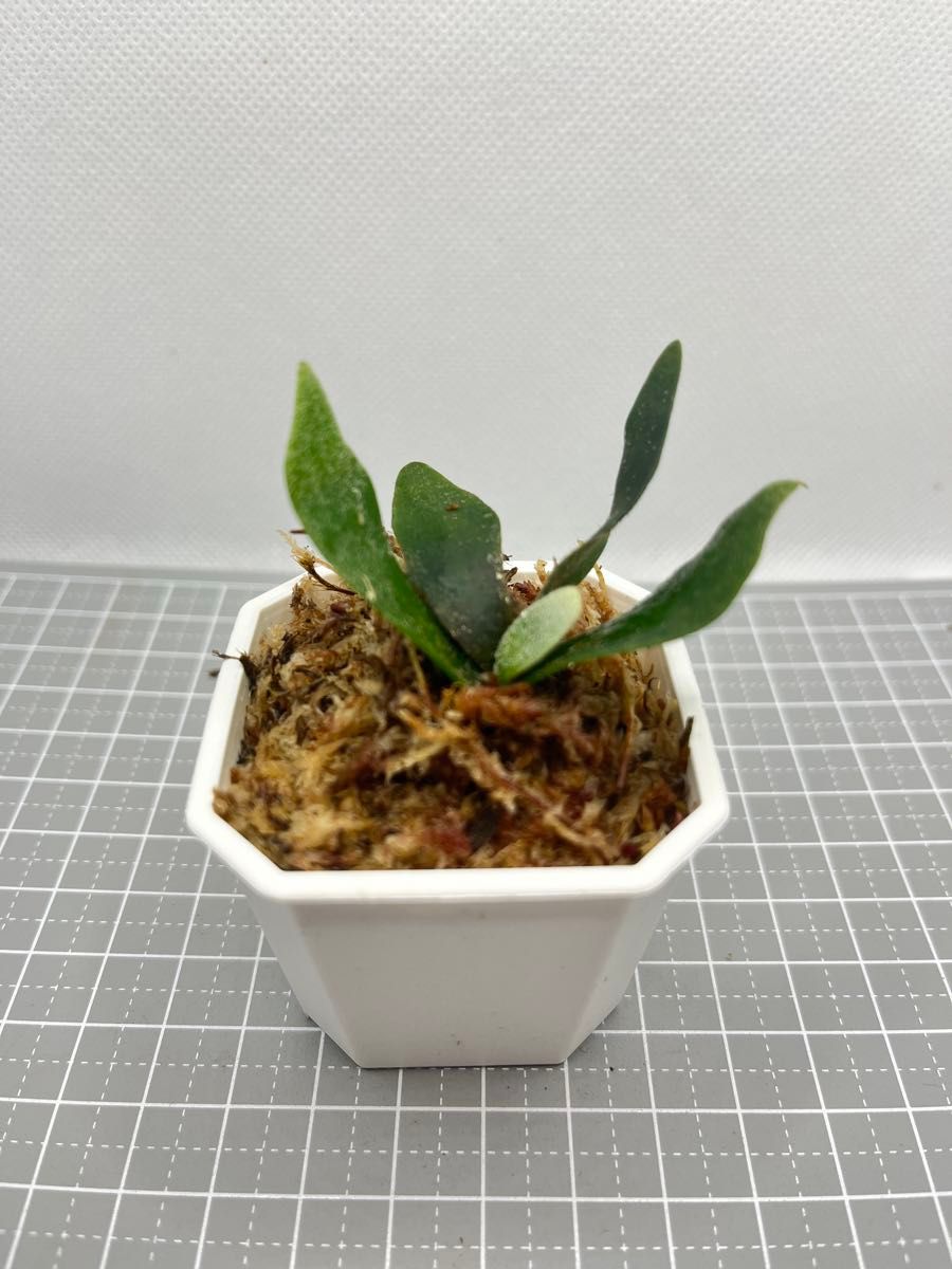 P willinckii 'Jade Girl' sporelingビカクシダ ウィリンキー P willinckii 'Jade Girl' sporelingビカクシダ ウィリンキー