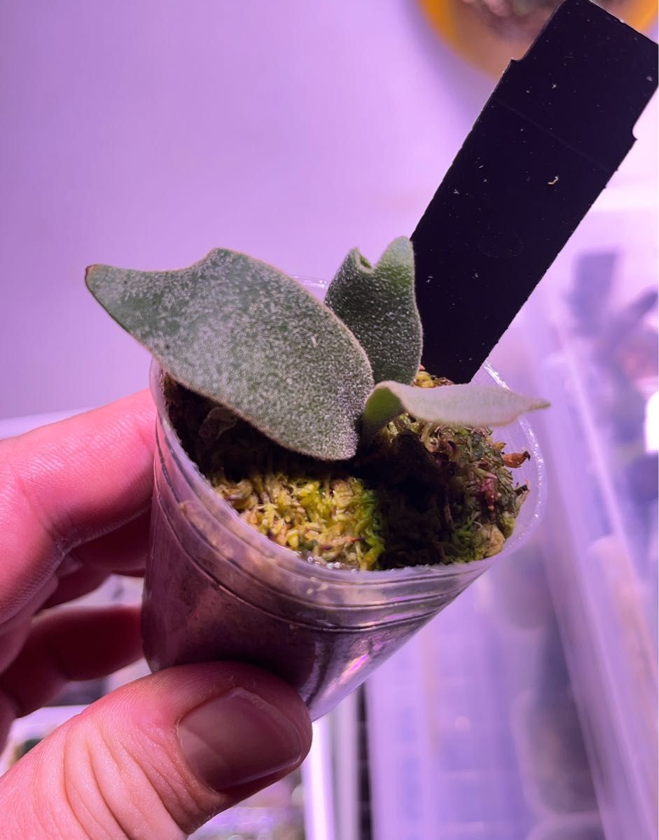 ビカクシダ バクテリア スポアP willinckii 'Bacteria' spore ビカクシダ バクテリア スポアP willinckii 'Bacteria' spore