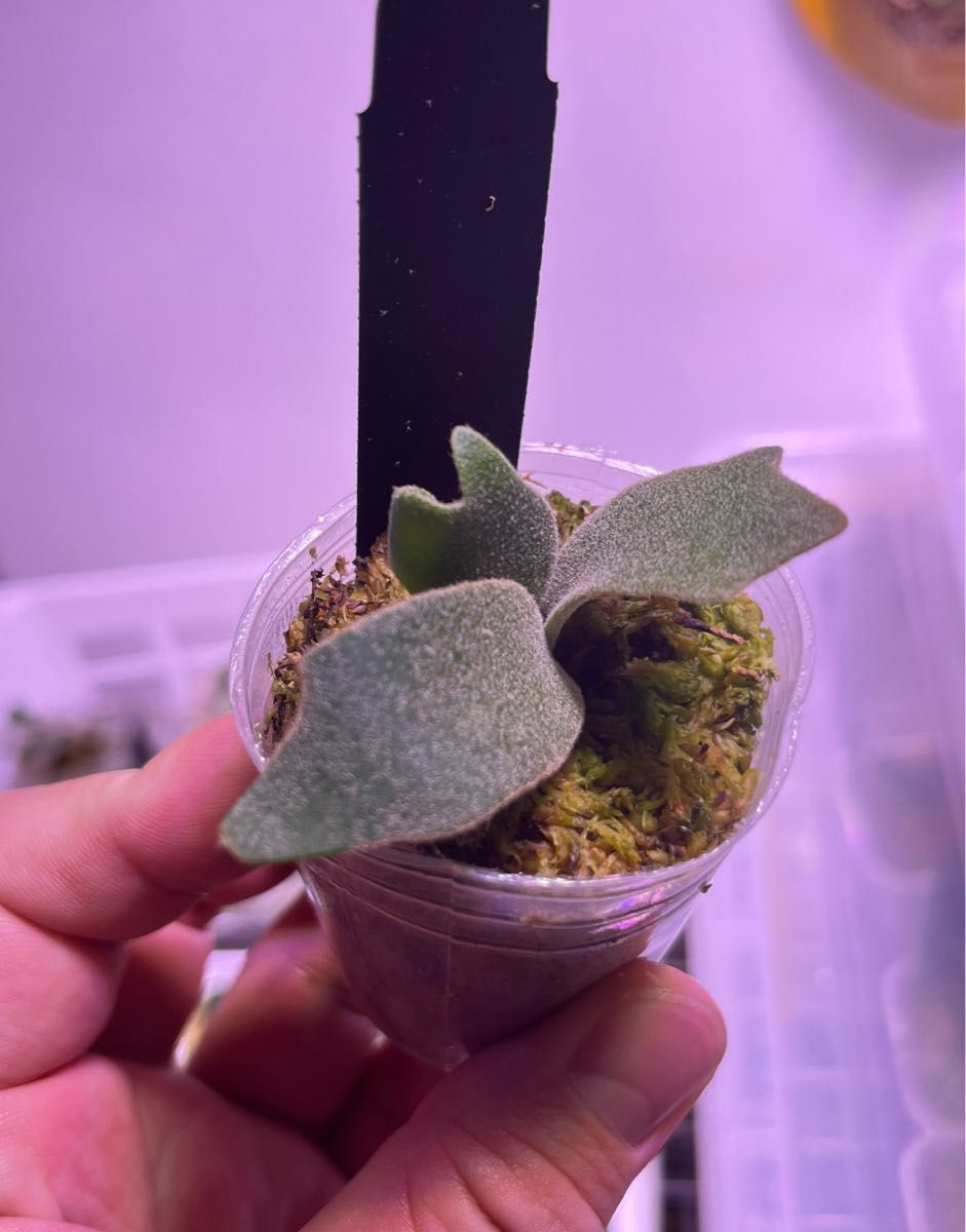 ビカクシダ バクテリア スポアP willinckii 'Bacteria' spore ビカクシダ バクテリア スポアP willinckii 'Bacteria' spore
