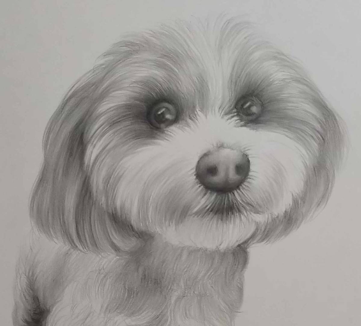絵画・鉛筆画 愛犬の絵 真作「可愛いシーズー UME-28」九利多 絵画・鉛筆画 愛犬の絵 真作「可愛いシーズー UME-28」九利多