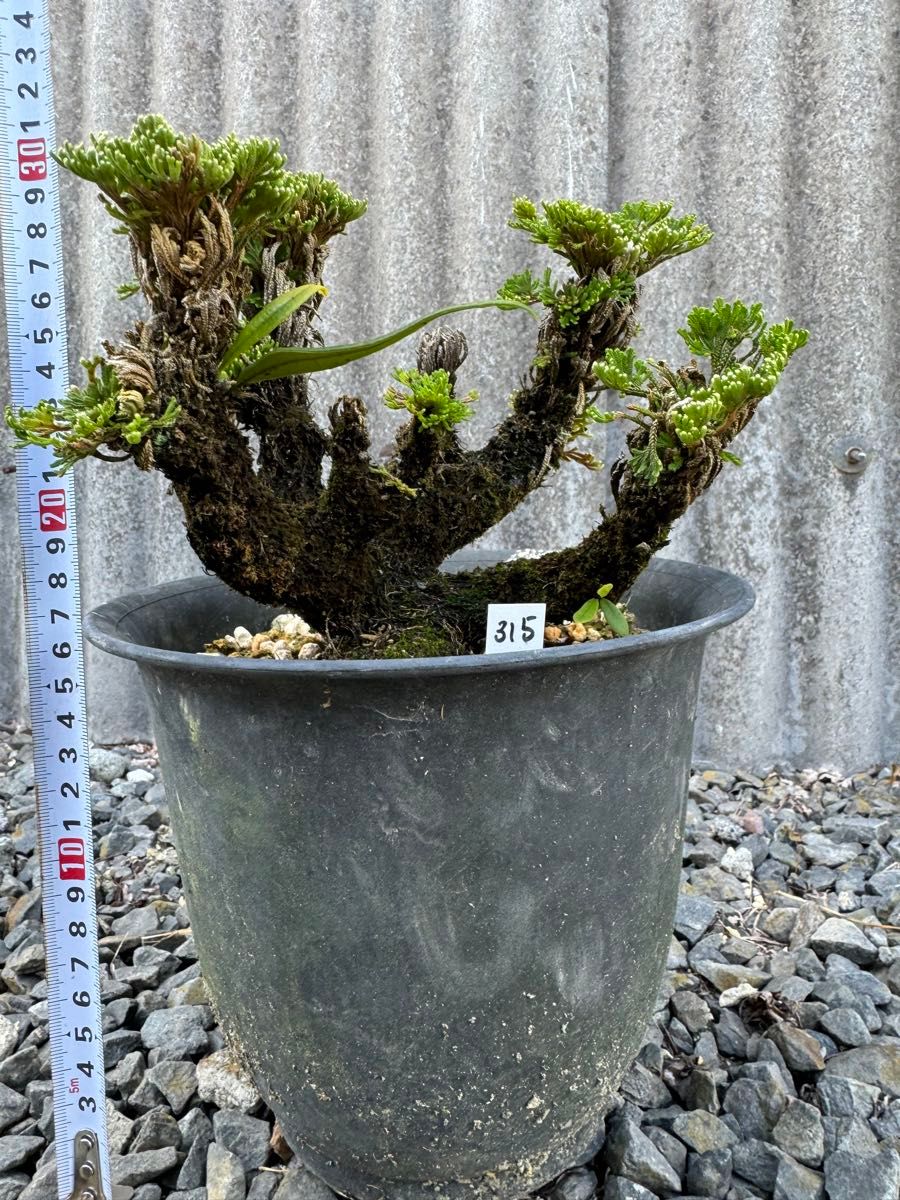 25年物 岩松 イワヒバ 岩ヒバ 盆栽 山野草 高山植物 315|Yahoo 25年物 岩松 イワヒバ 岩ヒバ 盆栽 山野草 高山植物 315|Yahoo