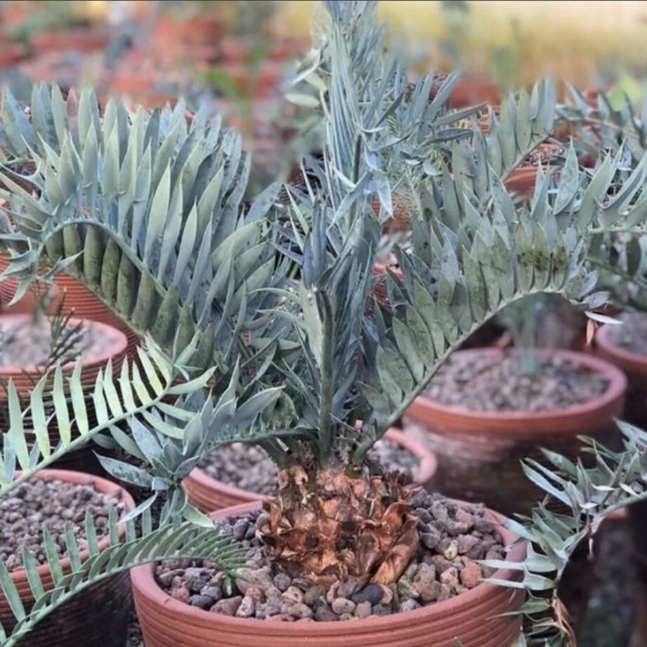 エンセファラルトス ホリダス ドワーフ　種子１粒 Encephalartos horridus dwarf 2