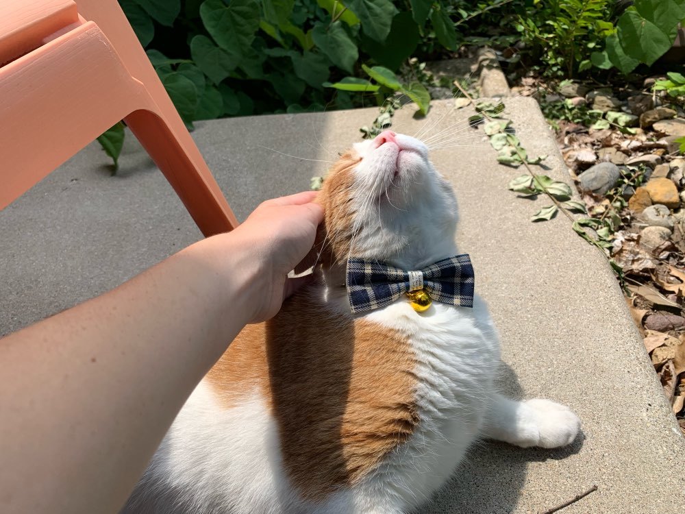  маленький размер собака кошка для ошейник бабочка галстук печать название inserting бесплатный синий серия для домашних животных колье браслет именная бирка 