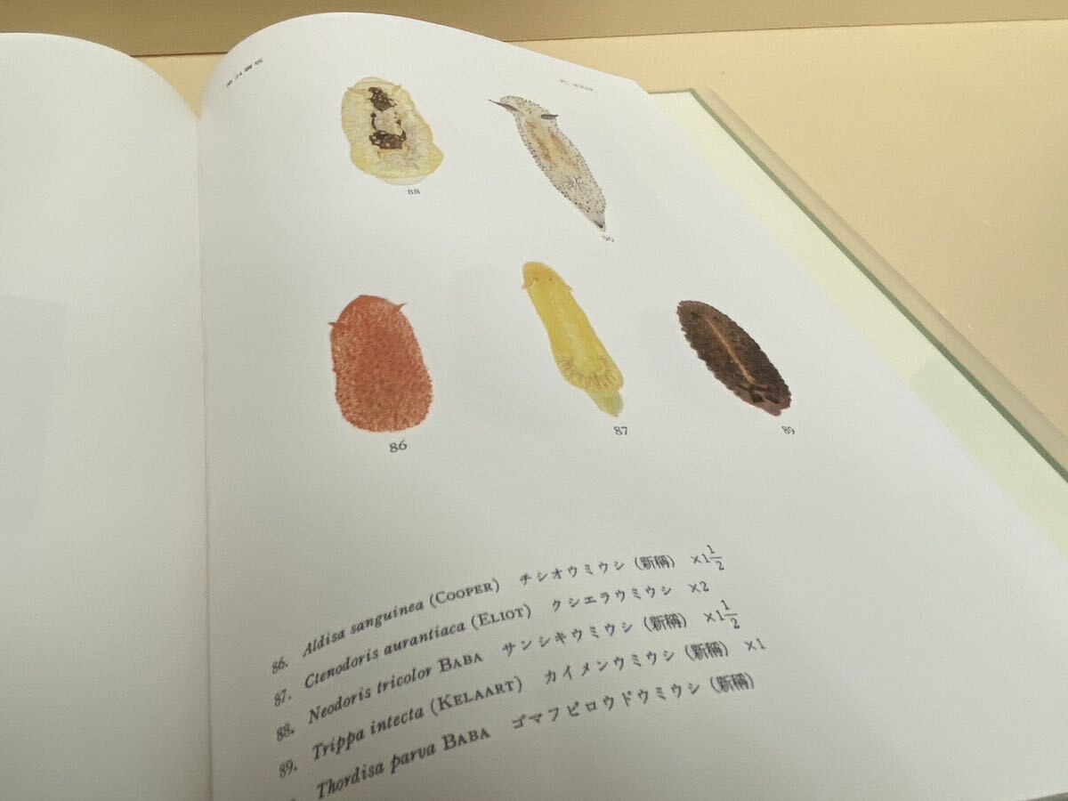 絶版・希少本 相模湾産後鰓類図譜 岩波書店/1990年/生物学/えら 絶版・希少本 相模湾産後鰓類図譜 岩波書店/1990年/生物学/えら