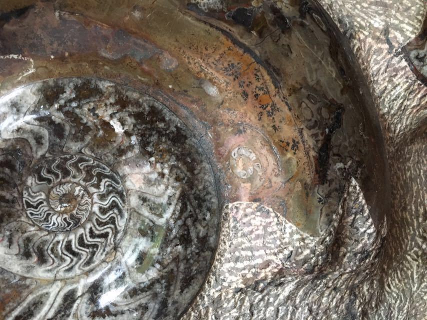 アンモナイト 化石 置物 自立式台座付き Ammonite fossil 玄関 展示 千客万来　見学可能！_画像7