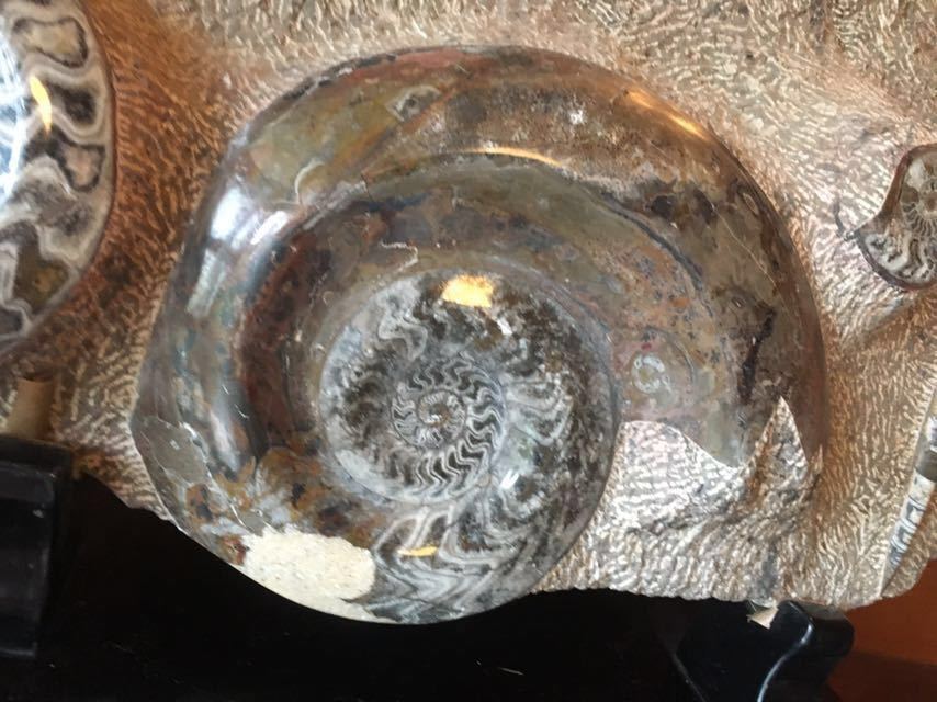 アンモナイト 化石 置物 自立式台座付き Ammonite fossil 玄関 展示 千客万来　見学可能！_画像3