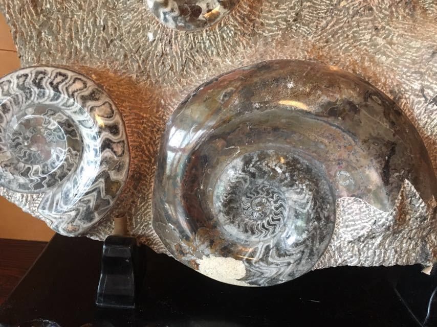 アンモナイト 化石 置物 自立式台座付き Ammonite fossil 玄関 展示 千客万来　見学可能！_画像4