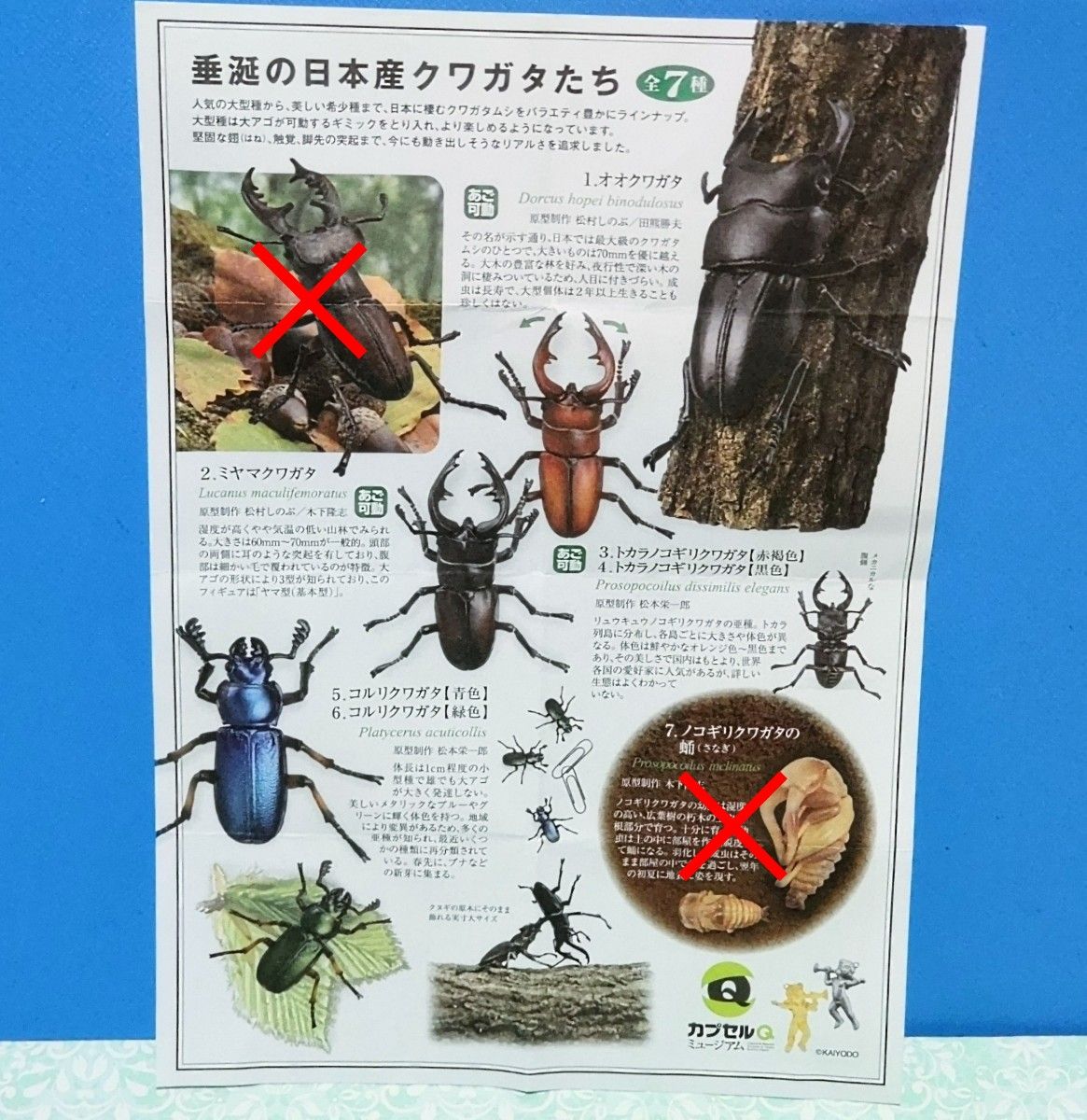 日本クワガタムシ大全 5種 海洋堂|Yahoo!フリマ(旧PayPayフリマ) 日本クワガタムシ大全 5種 海洋堂|Yahoo!フリマ(旧PayPayフリマ)