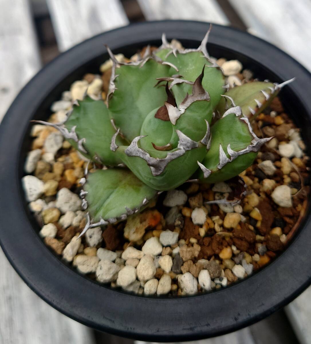 アガベ チタノタ No.1 Agave titanota 短葉　肉厚の株
