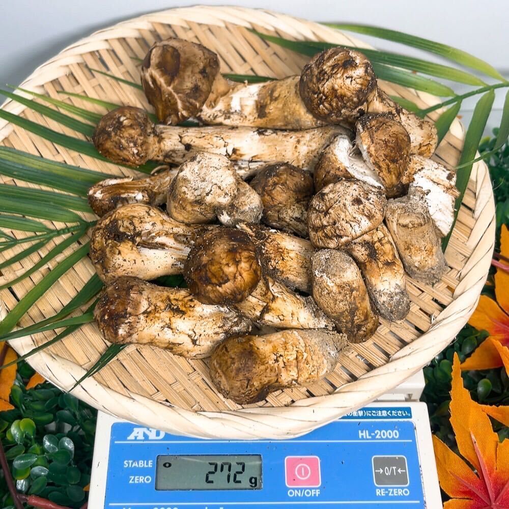 《北海道産松茸》272g 割れ裂け