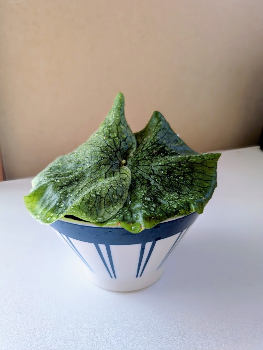 ビカクシダ グランデ　 現品