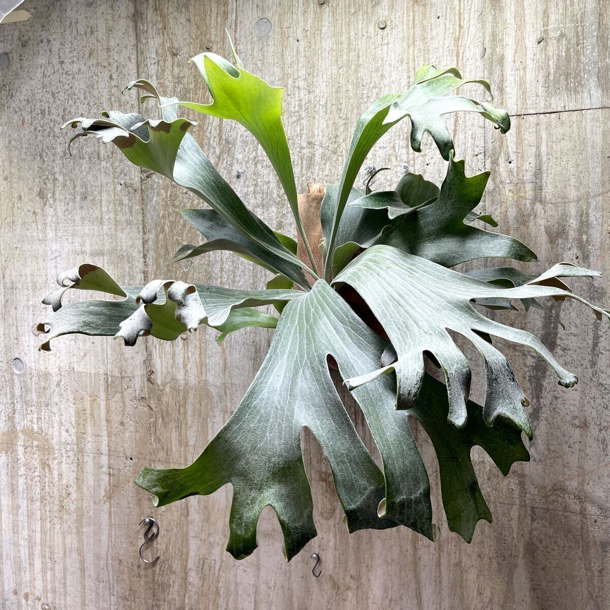 P. hilllii \'Fujin\' [kumaplants]PUP largish . stock attaching manner god hi Lee staghorn fern Platycerium 