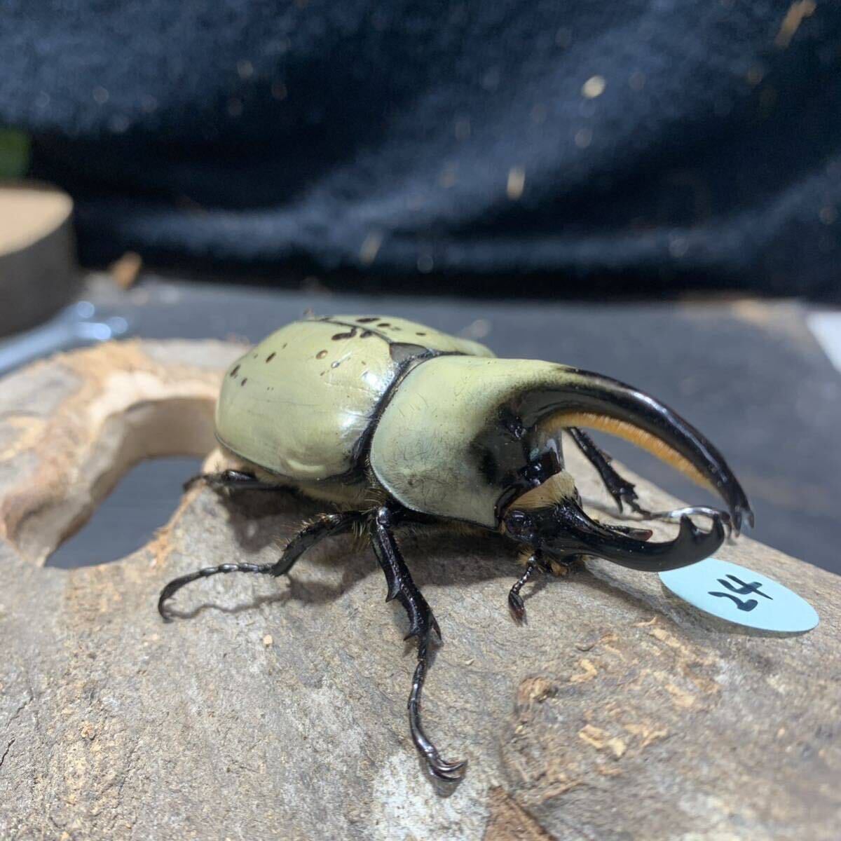 【BF76】 グラントシロカブト 成虫トリオ♂♀♀ 大型ホワイト系 ♀黒点少　管理No.24