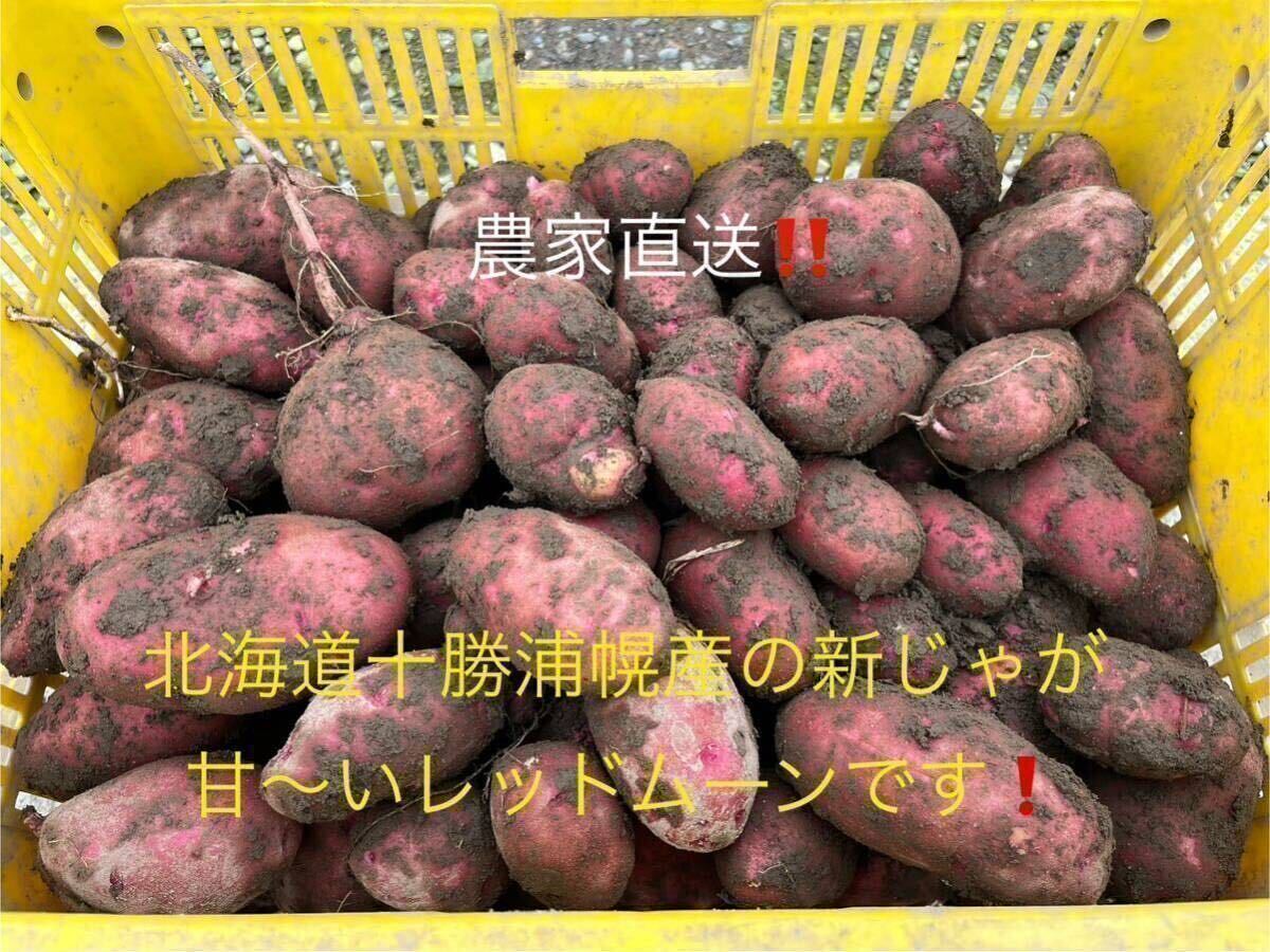 みんなに食されて40年 雪夏稚(せっかち)くんのじゃがいも10kg 北海道十勝浦幌産　レッドムーン　　　