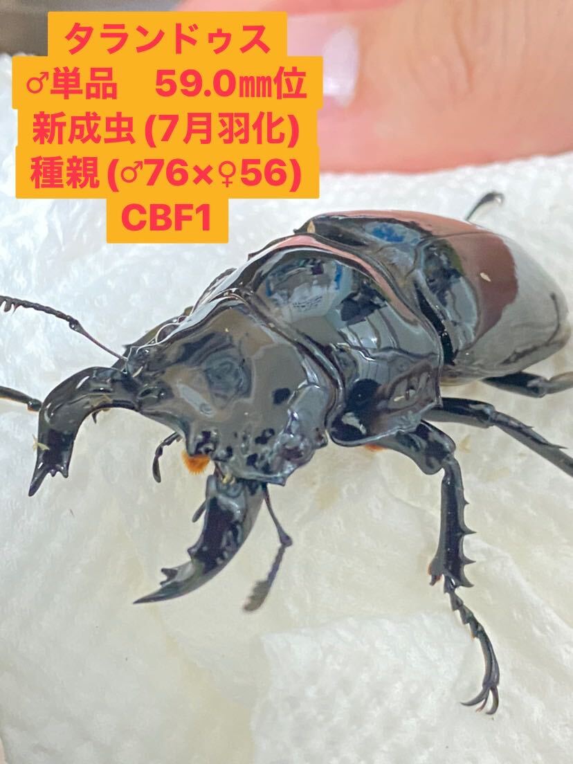 【牛マルキン】【タランドゥス】タランドゥスオオツヤクワガタ・♂単品・59.0㎜位・新成虫(7月羽化)