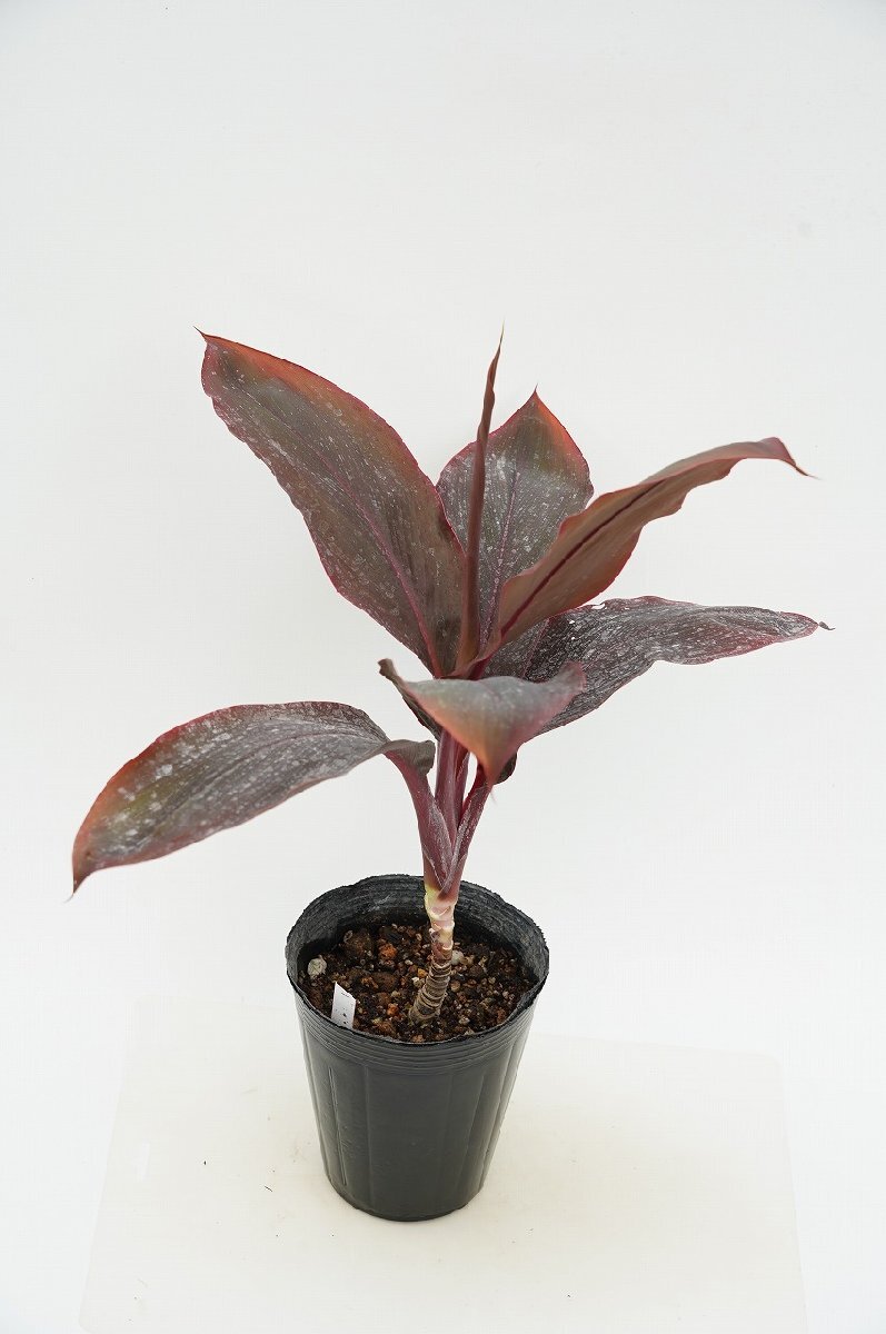 TO ハワイのティーリーフ Cordyline 'Chocolate' コルディリネ TO ハワイのティーリーフ Cordyline 'Chocolate' コルディリネ