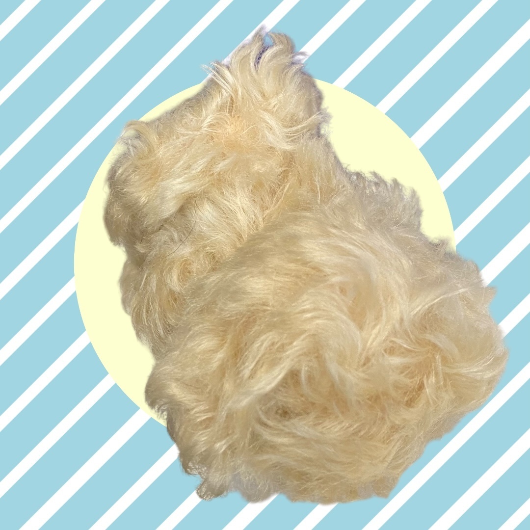 【保管品】マイクロチーキー パール Pearl 世界限定 500体 6インチ テディベア メリーソート A71630R3F_画像6