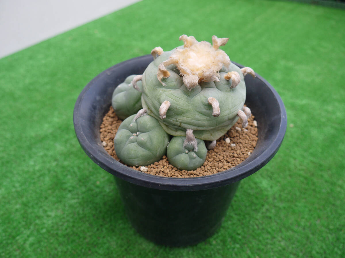 ロフォフォラ ディフューサ 群生株 (ロホホラ 多毛翠冠玉 | 叢 ロフォフォラ ディフューサ 群生株 (ロホホラ 多毛翠冠玉 | 叢