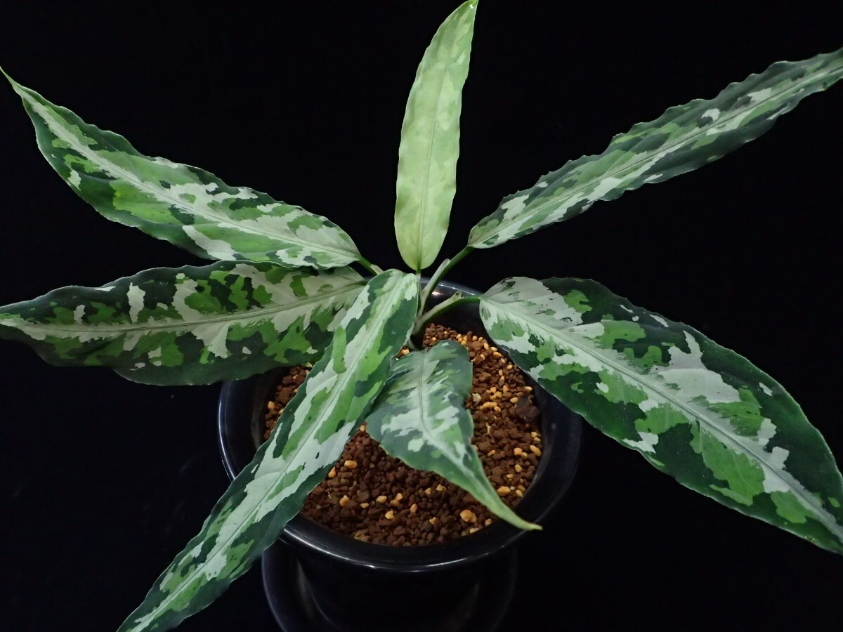 Yahoo!オークション - LA便 Aglaonema pictum tricolor しるば Yahoo!オークション - LA便 Aglaonema pictum tricolor しるば