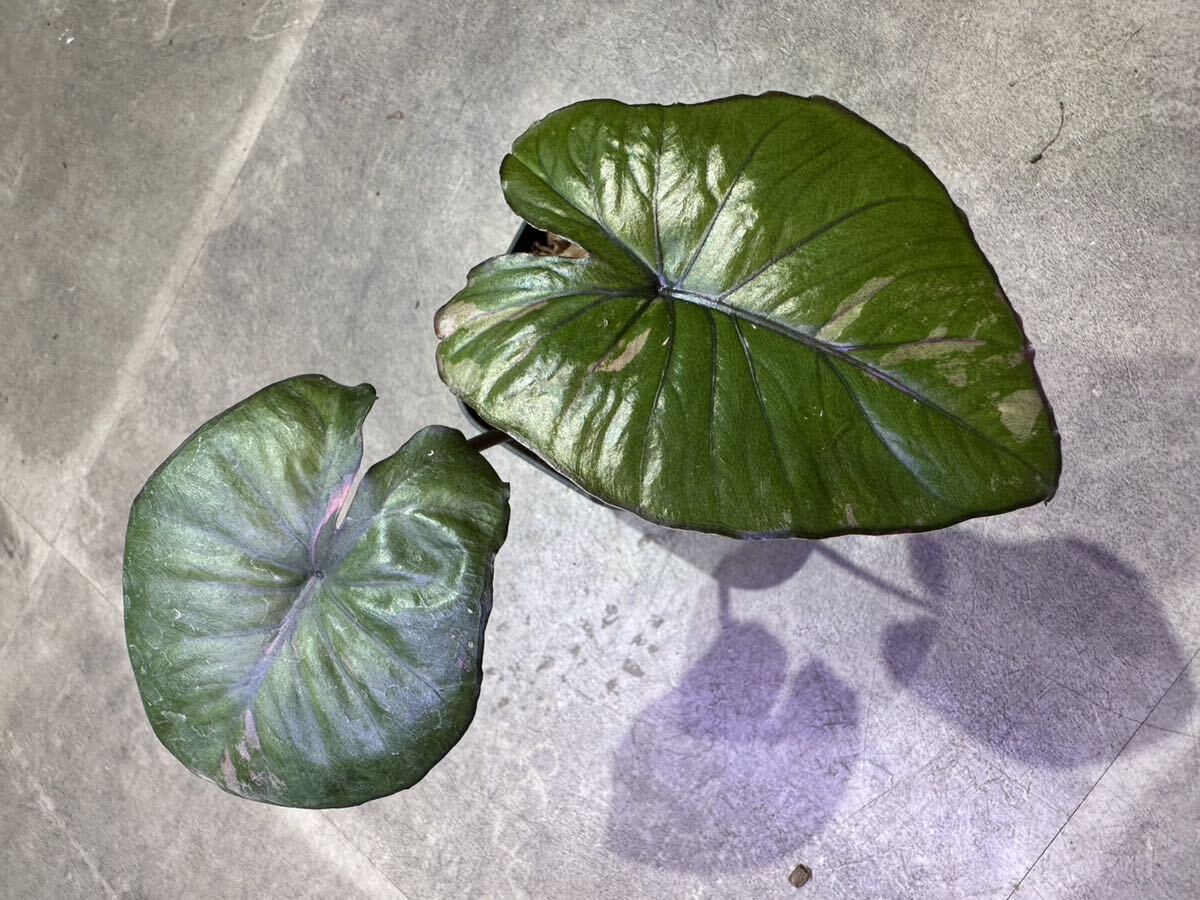 veil plants】ハイクオリティ株Alocasia Serendipity pink veil plants】ハイクオリティ株Alocasia Serendipity pink