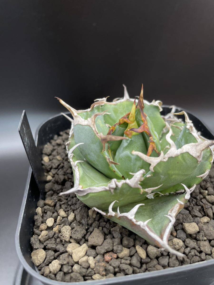 agave titanota アガベ チタノタ cok cg-02 花、園芸 agave titanota アガベ チタノタ cok cg-02 花、園芸