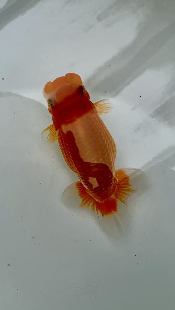 ☆ちば蘭☆ E.当歳メス　約11cm