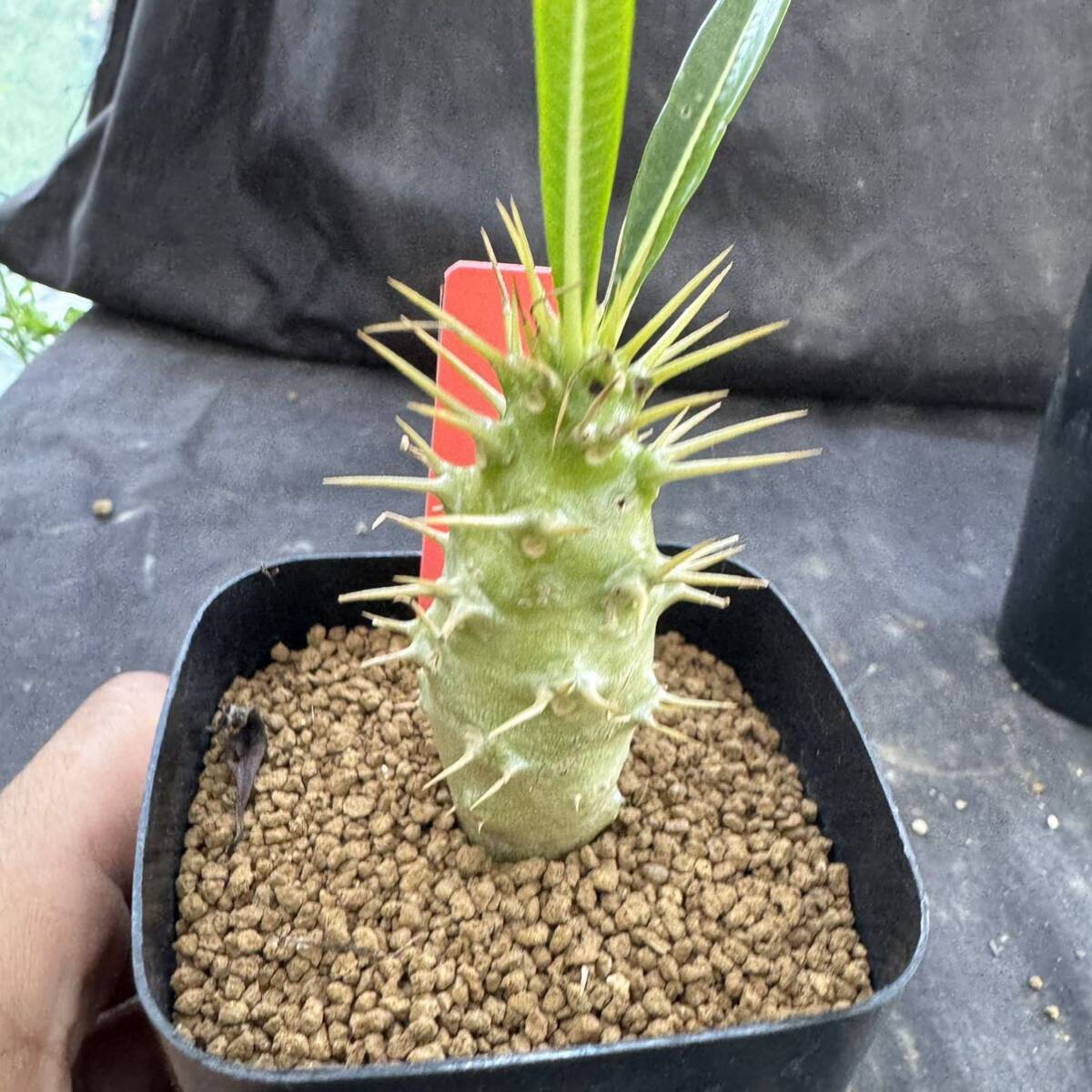 Pachypodium ambongense パキポディウム アンボンゲンセ 実生株 Pachypodium ambongense パキポディウム アンボンゲンセ 実生株