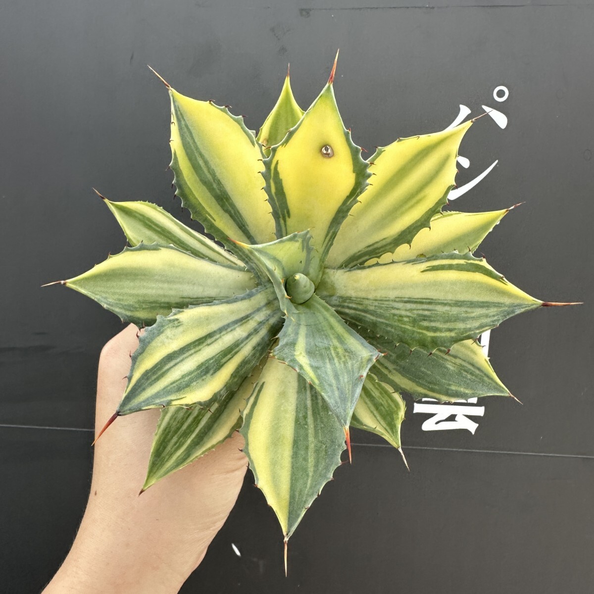 D72 パンダ園芸 特選 アガベ 多肉植物 イシスメンシス 雷神錦 D72 パンダ園芸 特選 アガベ 多肉植物 イシスメンシス 雷神錦