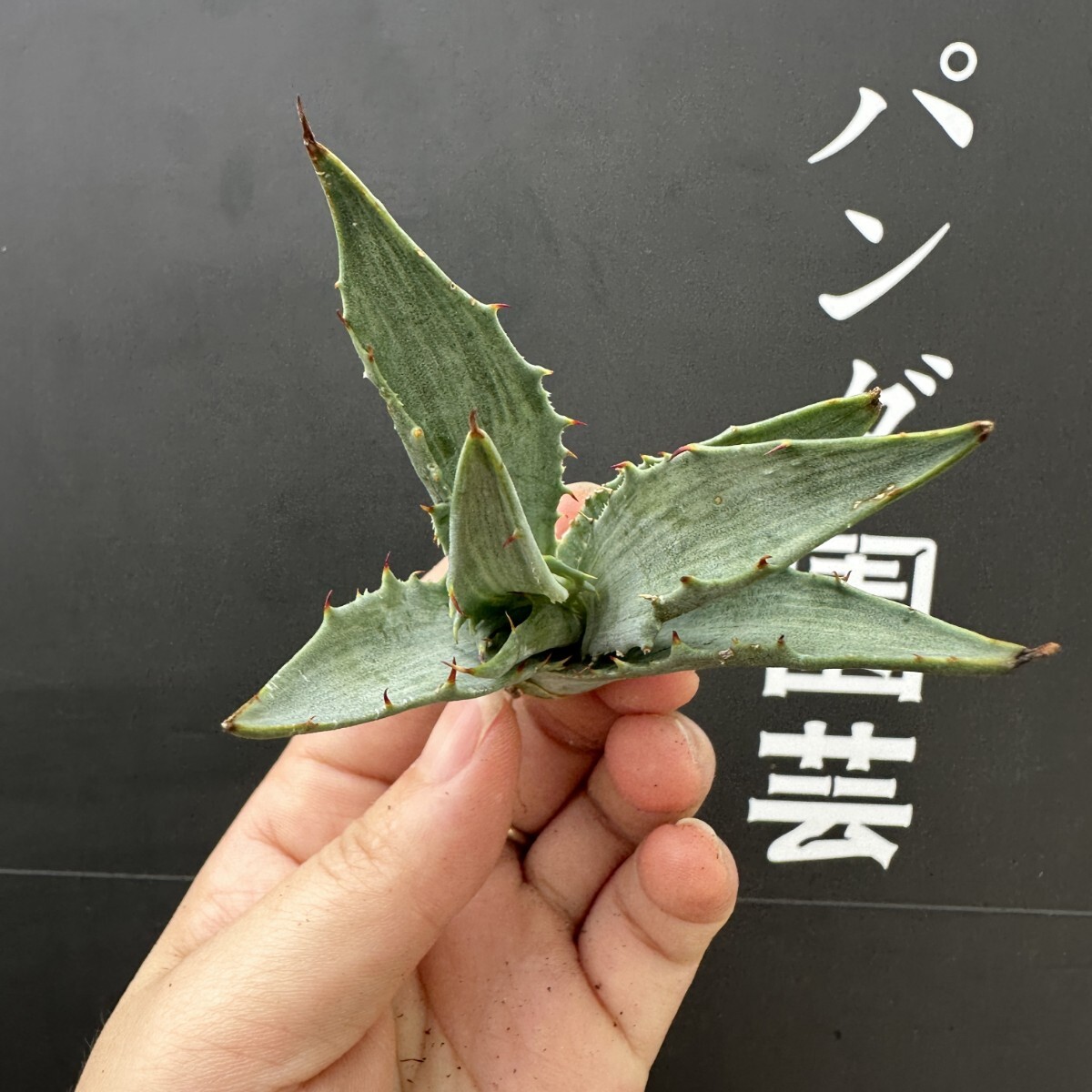 A26 パンダ園芸 アガベ 多肉植物 シンプレックス スノーデビル A26 パンダ園芸 アガベ 多肉植物 シンプレックス スノーデビル